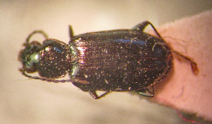  (Bembidion zlotini - BGE_00900_C02)  @11 [ ] Copyright (c) (2025) Zinenko Oleksandr Museum of Nature of V.N. Karazin Kharkiv National University