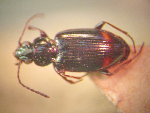  (Bembidion kokandicum - BGE_00900_C03)  @11 [ ] Copyright (c) (2025) Zinenko Oleksandr Museum of Nature of V.N. Karazin Kharkiv National University
