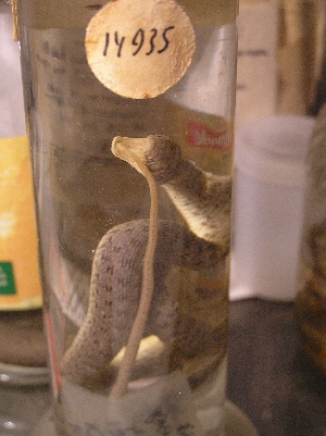  (Dolichophis - gDNA MTD-TD 25638 2.0 II)  @11 [ ] Copyright (c) (2025) Zinenko Oleksandr Museum of Nature of V.N. Karazin Kharkiv National University