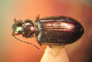  (Bembidion rufum - BGE_00900_D02)  @11 [ ] Copyright (c) (2025) Zinenko Oleksandr Museum of Nature of V.N. Karazin Kharkiv National University