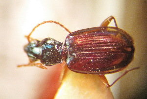  (Bembidion eucheres - BGE_00900_D03)  @11 [ ] Copyright (c) (2025) Zinenko Oleksandr Museum of Nature of V.N. Karazin Kharkiv National University