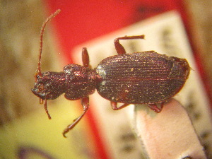  (Colpostoma - BGE_00900_D04)  @11 [ ] Copyright (c) (2025) Zinenko Oleksandr Museum of Nature of V.N. Karazin Kharkiv National University