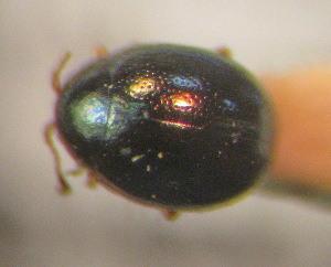  (Mniophila taurica - BGE_00900_D05)  @11 [ ] Copyright (c) (2025) Zinenko Oleksandr Museum of Nature of V.N. Karazin Kharkiv National University