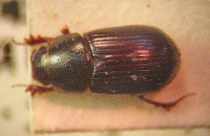  (Chilothorax exilimanus - BGE_00900_D06)  @11 [ ] Copyright (c) (2025) Zinenko Oleksandr Museum of Nature of V.N. Karazin Kharkiv National University