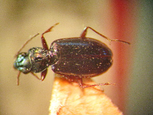  (Bembidion glasunovi - BGE_00900_E01)  @11 [ ] Copyright (c) (2025) Zinenko Oleksandr Museum of Nature of V.N. Karazin Kharkiv National University