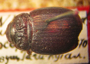  (Trochaloschema - BGE_00900_E06)  @11 [ ] Copyright (c) (2025) Zinenko Oleksandr Museum of Nature of V.N. Karazin Kharkiv National University