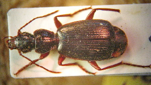  (Cymindis tschatkalika - BGE_00900_E08)  @11 [ ] Copyright (c) (2025) Zinenko Oleksandr Museum of Nature of V.N. Karazin Kharkiv National University