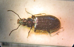  (Bembidion mikitjukovi - BGE_00900_F02)  @11 [ ] Copyright (c) (2025) Zinenko Oleksandr Museum of Nature of V.N. Karazin Kharkiv National University