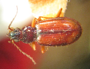  (Bembidion lobanovi - BGE_00900_F03)  @11 [ ] Copyright (c) (2025) Zinenko Oleksandr Museum of Nature of V.N. Karazin Kharkiv National University