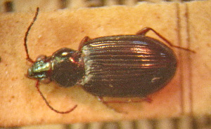 (Bembidion peleum - BGE_00900_G10)  @11 [ ] Copyright (c) (2025) Zinenko Oleksandr Museum of Nature of V.N. Karazin Kharkiv National University