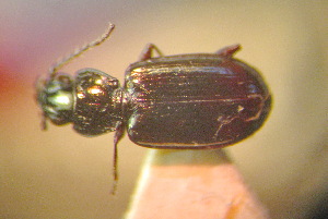 (Bembidion mesasiaticum - BGE_00900_H01)  @11 [ ] Copyright (c) (2025) Zinenko Oleksandr Museum of Nature of V.N. Karazin Kharkiv National University