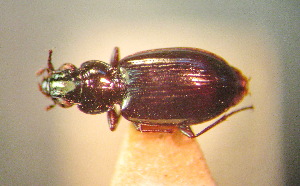  (Bembidion jacobsoni - BGE_00900_H02)  @11 [ ] Copyright (c) (2025) Zinenko Oleksandr Museum of Nature of V.N. Karazin Kharkiv National University