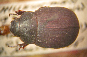  (Trochaloschema - BGE_00900_H06)  @11 [ ] Copyright (c) (2025) Zinenko Oleksandr Museum of Nature of V.N. Karazin Kharkiv National University