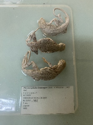  ( - gDNA MTD-TD 25631b)  @11 [ ] Copyright (c) (2025) Glib Mazepa Museum of Nature of V.N. Karazin Kharkiv National University