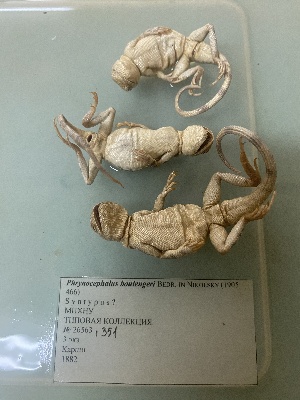  ( - gDNA MTD-TD 25631b)  @11 [ ] Copyright (c) (2025) Glib Mazepa Museum of Nature of V.N. Karazin Kharkiv National University