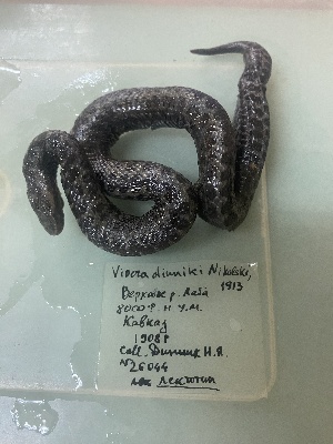  (Vipera dinniki - gDNA MTD-TD 25643)  @11 [ ] Copyright (c) (2025) Glib Mazepa Museum of Nature of V.N. Karazin Kharkiv National University