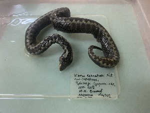  (Vipera kaznakovi - gDNA MTD-TD 25641 2.0 I)  @11 [ ] Copyright (c) (2025) Glib Mazepa Museum of Nature of V.N. Karazin Kharkiv National University