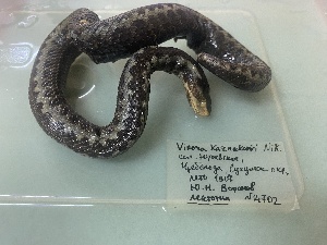  ( - gDNA MTD-TD 25641 3.0)  @11 [ ] Copyright (c) (2025) Glib Mazepa Museum of Nature of V.N. Karazin Kharkiv National University