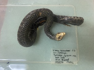 ( - gDNA MTD-TD 25641 3.0)  @11 [ ] Copyright (c) (2025) Glib Mazepa Museum of Nature of V.N. Karazin Kharkiv National University