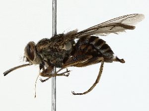  ( - BIOUG80130-C02)  @11 [ ] CreativeCommons - Attribution (2022) CBG Photography Group Centre for Biodiversity Genomics