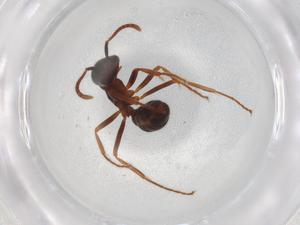  ( - BIOUG90045-F11)  @11 [ ] CreativeCommons - Attribution (2022) Centre for Biodiversity Genomics Centre for Biodiversity Genomics