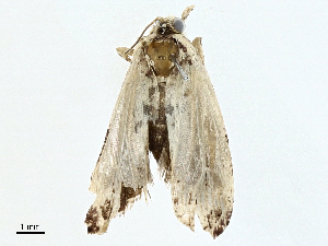  ( - BIOUG98710-D02)  @11 [ ] CreativeCommons - Attribution (2023) CBG Photography Group Centre for Biodiversity Genomics