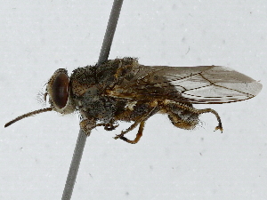  ( - BIOUG91299-D12)  @11 [ ] CreativeCommons - Attribution (2022) CBG Photography Group Centre for Biodiversity Genomics
