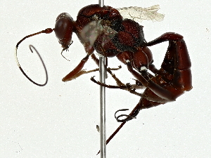  ( - BIOUG91343-A02)  @11 [ ] CreativeCommons - Attribution (2022) CBG Photography Group Centre for Biodiversity Genomics