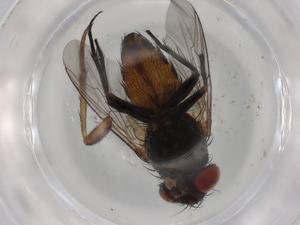 (Taxigramma multipunctata - BIOUG94793-C02)  @11 [ ] CreativeCommons - Attribution (2022) Centre for Biodiversity Genomics Centre for Biodiversity Genomics