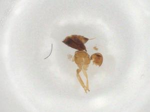  ( - BIOUG99034-C09)  @11 [ ] CreativeCommons - Attribution (2023) Centre for Biodiversity Genomics Centre for Biodiversity Genomics