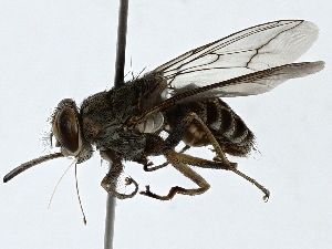  ( - BIOUG91341-B12)  @11 [ ] CreativeCommons - Attribution (2022) CBG Photography Group Centre for Biodiversity Genomics