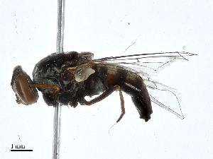  (Stygeromyia - BIOUG97767-A08)  @11 [ ] CreativeCommons - Attribution (2023) CBG Photography Group Centre for Biodiversity Genomics