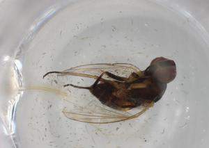  ( - BIOUG99091-G06)  @11 [ ] CreativeCommons - Attribution (2023) Centre for Biodiversity Genomics Centre for Biodiversity Genomics