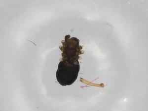  ( - BIOUG99114-D04)  @11 [ ] CreativeCommons - Attribution (2023) Centre for Biodiversity Genomics Centre for Biodiversity Genomics