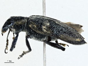  ( - CBG-A00260-A02)  @11 [ ] CreativeCommons - Attribution (2023) CBG Photography Group Centre for Biodiversity Genomics