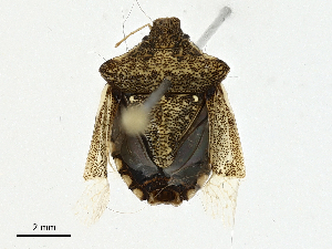  ( - BIOUG98716-D01)  @11 [ ] CreativeCommons - Attribution (2023) CBG Photography Group Centre for Biodiversity Genomics
