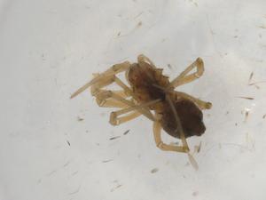  ( - CBG-A00032-A02)  @11 [ ] CreativeCommons - Attribution (2023) Centre for Biodiversity Genomics Centre for Biodiversity Genomics