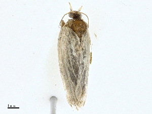  ( - CBG-A00316-D06)  @11 [ ] CreativeCommons - Attribution (2023) CBG Photography Group Centre for Biodiversity Genomics