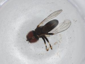  ( - BIOUG94882-B10)  @11 [ ] CreativeCommons - Attribution (2022) Centre for Biodiversity Genomics Centre for Biodiversity Genomics