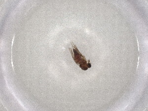  ( - CBG-A00949-F03)  @11 [ ] CreativeCommons - Attribution (2023) Centre for Biodiversity Genomics Centre for Biodiversity Genomics