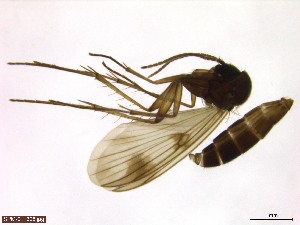  (Mycetophila biformis - TROM_SPM-011308)  @11 [ ] CreativeCommons - Attribution Non-Commercial Share-Alike (2015) Jostein Kjærandsen Tromso University Museum
