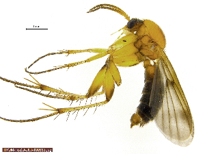  (Dynatosoma thoracicum - TROM-TSZD-JKJ-100553)  @11 [ ] CreativeCommons - Attribution Non-Commercial Share-Alike (2014) Unspecified Tromso University Museum