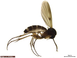  (Mycetophila paracruciator - TROM_TSZD-JKJ-100325)  @13 [ ] CreativeCommons - Attribution Non-Commercial Share-Alike (2015) Jostein Kjærandsen Tromso University Museum