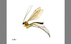  (Bolitophila hybrida - TSZD-JKJ-100396)  @14 [ ] CreativeCommons - Attribution Non-Commercial Share-Alike (2014) Unspecified Tromso University Museum
