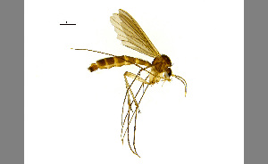  (Exechiopsis JKJ-spB - TSZD-JKJ-100436)  @14 [ ] CreativeCommons - Attribution Non-Commercial Share-Alike (2014) Unspecified Tromso University Museum