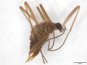  (Chionea araneoides - TSZD-JKJ-101858)  @12 [ ] CreativeCommons - Attribution Non-Commercial Share-Alike (2016) Unspecified Tromso University Museum