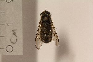  ( - TSZD_26372)  @12 [ ] CreativeCommons - Attribution Non-Commercial Share-Alike (2015) Unspecified Tromso University Museum