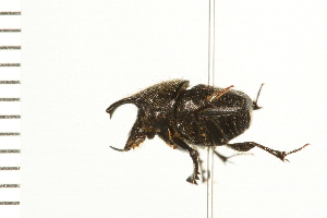  ( - LP00076)  @13 [ ] CreativeCommons - Attribution (2009) CBG Photography Group Centre for Biodiversity Genomics