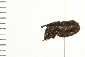  ( - LP00077)  @11 [ ] CreativeCommons - Attribution (2009) CBG Photography Group Centre for Biodiversity Genomics