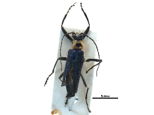  ( - BIOUG28752-H05)  @12 [ ] CreativeCommons - Attribution (2016) CBG Photography Group Centre for Biodiversity Genomics